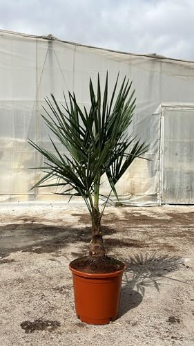Chinesische Hanfpalme 130-160 cm - Trachycarpus fortunei | Winterhart, Pflegeleicht & Ideal für Garten, Balkon & Terrasse