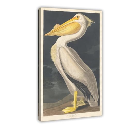 Impression sur toile pélican blanc américain Audubon déco murale 30x45cm