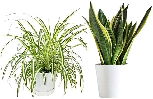 🅼🆅🅺🆁 Bumper Combo 2 Plants I Live Green Snake Plant I & Spider Plant I With White Pot | Snake & Spider Indoor Plant (Pac of 2 Plant) (B0CQ7CT4KX) Amazon Price History, Amazon Price Tracker