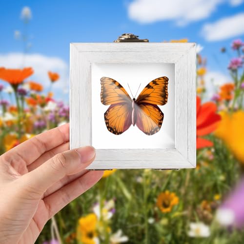 Image of Reallnaive 4 Pcs Insect Pinning Kit 4 inch Wooden Display Case Box, EVA Foam Insect Pinning Board, 100 Bug Pins for Butterfly Specimen Bugs Collection Tools (White)
