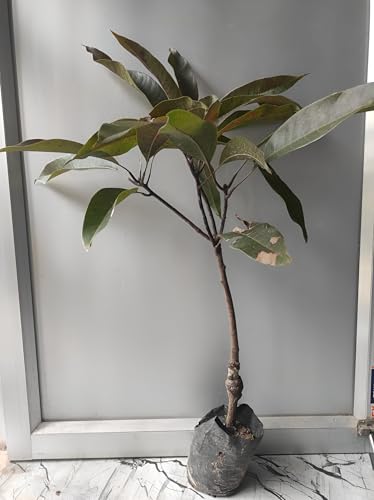 Image of Grafted Live Plant Hybrid ''Black Stone Mango'' Fruit Tree 1 Healthy Frash Most Expensive Variety Mango Live Plant Height 2ft.2.5Ft|| For Home Garden Outdoor & Indoor Plant.
