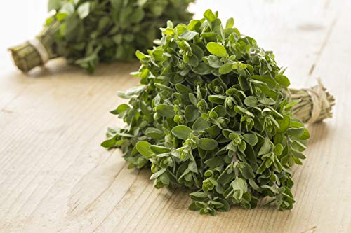 Gaea's Blessing Seeds - Marjoram Seeds - Sweet Marjoram Heirloom - Non-GMO Seeds with Easy to Follow Instructions - Open-Pollinated Germination Rate 83% - Image 2