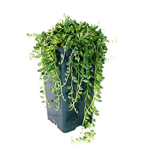 Exotenherz - Erbse am Band - Senecio herreanus 14cm Topf