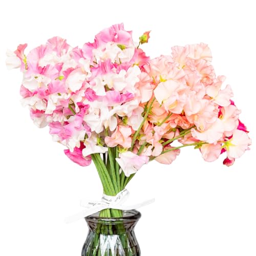 JAみやざき高千穂地区本部 農産部 スイートピー(2月限定)