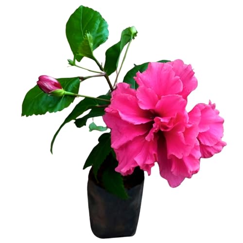 Image of Double Petal Pink Hibiscus Flower Live Plant | Beautiful All Season Hibiscus Tree | Healthy Flowering Plant for Indoor Outdoor Home Garden | Safe Packing |(Without Pot)