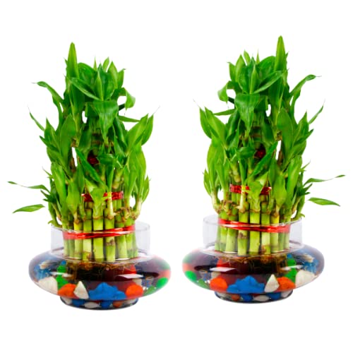 See full amazon price history chart for Phulwa 3 Layer Bamboo Plant in Cylindrical Glass Vase with Multicolor Stones | Easy Care Indoor House Plant | Home & Office Décor Airpurifying | Good Luck | Plant for Gifting | Pack of 2 Phulwa 3 Layer Bamboo Plant in Cylindrical Glass Vase with Multicolor Stones | Easy Care Indoor House Plant | Home & Office Décor Airpurifying | Good Luck | Plant for Gifting | Pack of 2 (B0BY99QJXP) Amazon Price History, Amazon Price Tracker