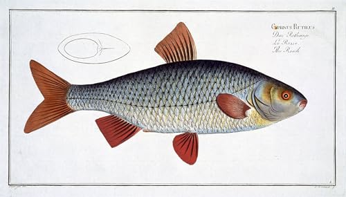 Lienzo de Ichthyologie Ludwig Kruger decoración vertical 60x90cm para salones sofisticados