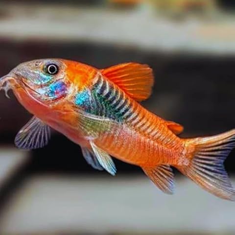 SF AQUATIC 5X Corydoras SP.AFF.ANEUS 'Venezuela' (0.75-1") Live Arrival Guarante Cover