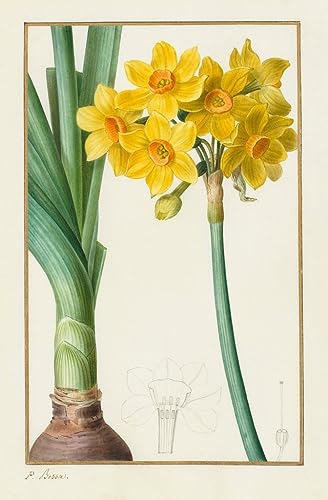 Tableau Toile Polyanthus Pancrace Bessa 60x90cm pour Décoration Murale Salon
