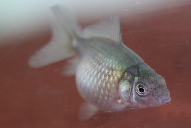 Amazon | （国産金魚）ピンポンパール（黒仔）当歳 3匹セット サイズ約