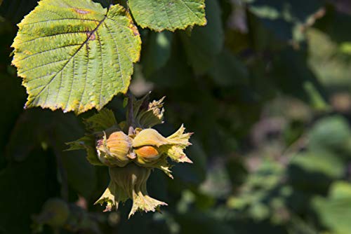 Food to Live Organic Blanched Roasted Hazelnuts, 1 Pound – Non-GMO, Dry Roasted Filberts, No Skin, Whole Nuts, Unsalted, Kosher, Vegan, Bulk. Keto Snack. Great for Baking, Salads, and Granola.