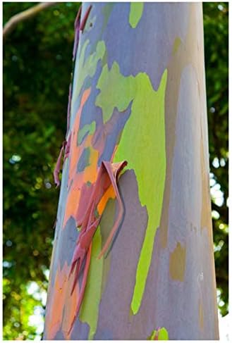 Live Rainbow Eucalyptus Tree - Eucalyptus deglupta Live Tree Colorful Bark Sapling Seedling