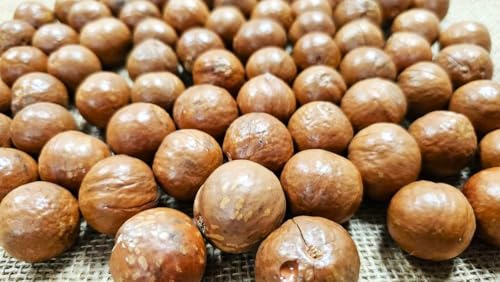 Macadamia Nuts - In shell (whole) (2 LB)