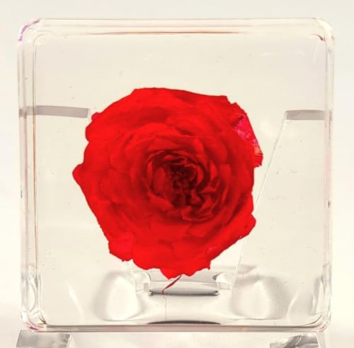 Image of 38mm Small Red Rose Flower in Crystal Clear Lucite Resin Specimen Botanist Herb Herbarium Crafts Collection for Botany Science Education & Desk Ornament Display Small Paperweight