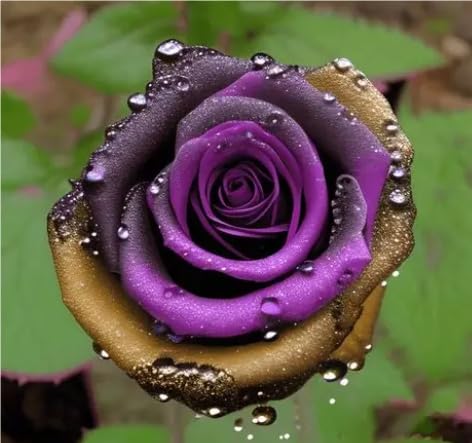 Eleganza Bulbi di Rosa - Perenne, Colori vivaci, Bassa Manutenzione, Decorazione d'Interni-5 Bulbi-B