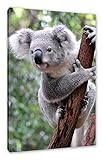 Pixxprint Neugieriger Koala an Baumstamm, Größe: 60x40cm, 
