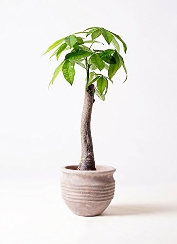 Amazon Hitohana ひとはな パキラ8号朴 テラアストラリゲル赤茶色 観葉植物 オンライン通販 Amazon Hitohana ひとはな パキラ8号朴 テラアストラリゲル赤茶色 観葉植物 オンライン通販