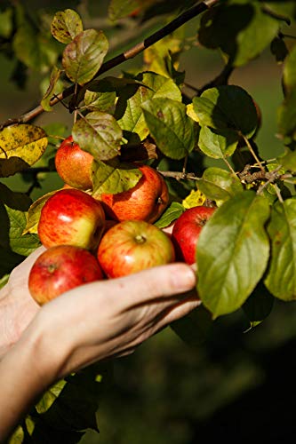 Pays d’Auge Calvados Pere Magloire XO, 1er Pack (1 x 700 ml)