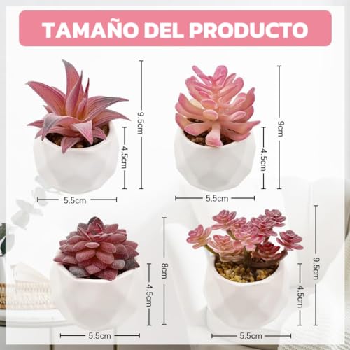 Opiniones y reviews de Plantas suculentas precio los más recomendados. 2 Imagen adicional