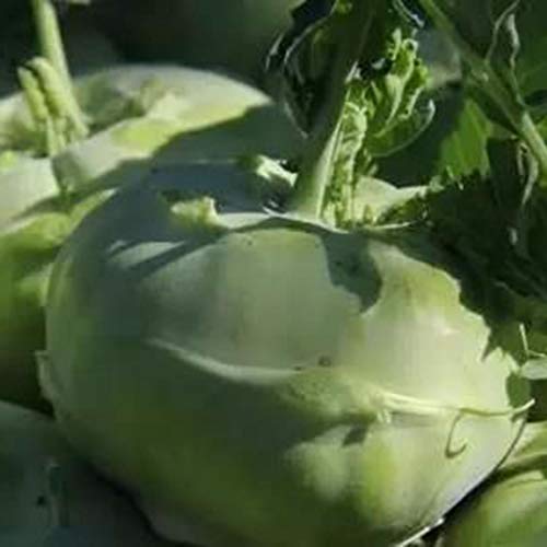 LEANO Organic Kohlrabi Seed Early White Vienna Seeds Heirloom Vegetable Seeds Non-GMO for Home Garden Planting - Thumbnail 5