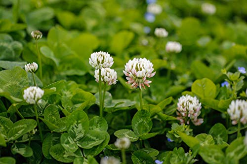 Outsidepride White Dutch Clover Seed For Erosion Control, Ground Cover, Lawn Alternative, Pasture, Forage, & More - 2 Lbs #TOP1