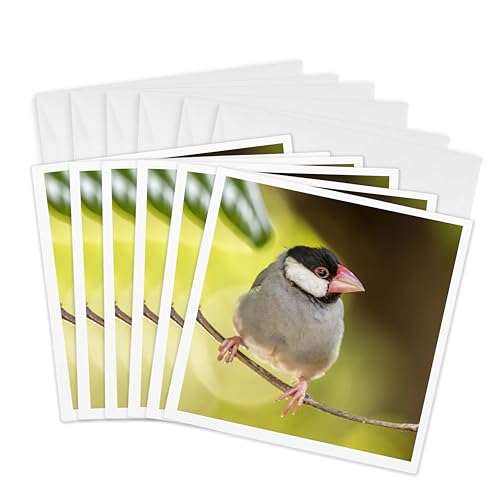 Cartes vœux oiseau Java Sparrow Hawaï pour écrire à vos proches