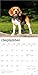 Beagles | 2026 12 x 24 Inch (Hanging) Monthly Square Wall Calendar | Plastic-Free | BrownTrout | Animals Dog Breeds