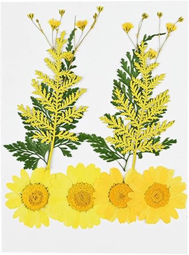Pequeñas flores secas para prensar con diseño crisantemo miniatura 6