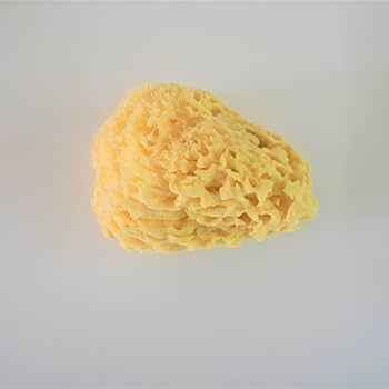 海綿スポンジ　世界最大？ 1051-800058-00-r9_720x.jpg?v=