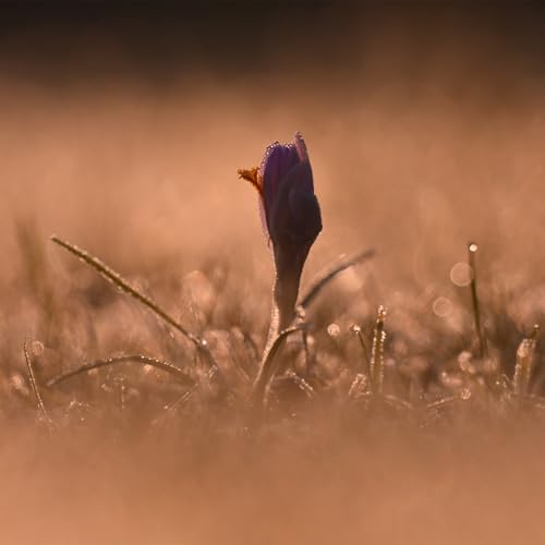 NIKON NIKKOR Z 180-600mm f/5.6-6.3 VR - image 7