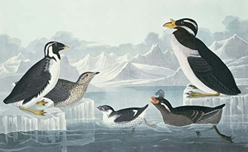 Guillemot à gorge noire affiches art mural pingouin huppé tableau déco vintage Audubon