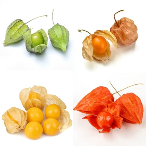 80 piezas Semillas de Physalis orgánicas plantas de balcón de fruta fresca resistentes Physalis peruviana semillas de frutas, decoración de jardín para exterior semillas de árboles,