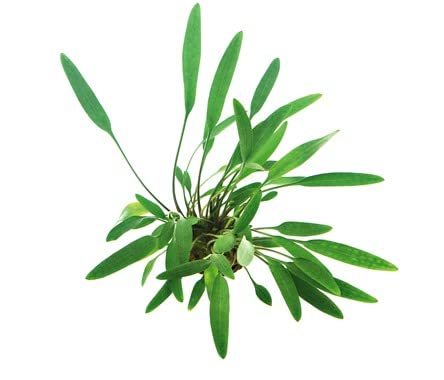 See full amazon price history chart for Maalavya Live Aquarium Aquatic Plant Cryptocoryne Lucens Live Plant With Pot Maalavya Live Aquarium Aquatic Plant Cryptocoryne Lucens Live Plant With Pot (B0BPPJDJTV) Amazon Price History, Amazon Price Tracker