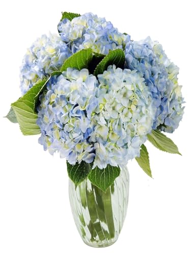 KaBloom Flowers - Beauty 6 Blue Hydrangeas with vase -