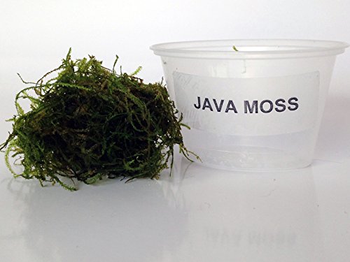 Java Moss Portion In 4 Oz Cup And Java Moss Mat - Easy Live Fresh Water Aquarium Plants #TOP3