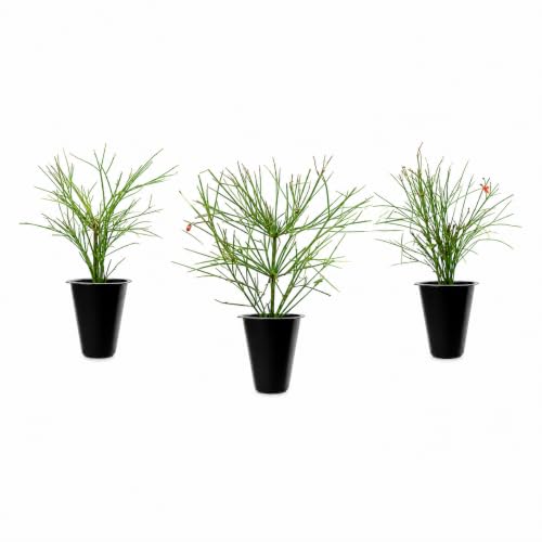 Firecracker Plant I 3 Live Plants I Russelia Equisetiformis I Vibrant Red Tubular Flowers...