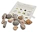Fossil Collection Kit - Contains 15 Genuine Fossils! (Pack of 1)