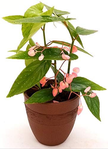 POWERS TO FLOWERS - BEGONIA TAMAYA, CORALLINA, TAMAIA, IN VASO CERAMICA MOKKA, pianta vera