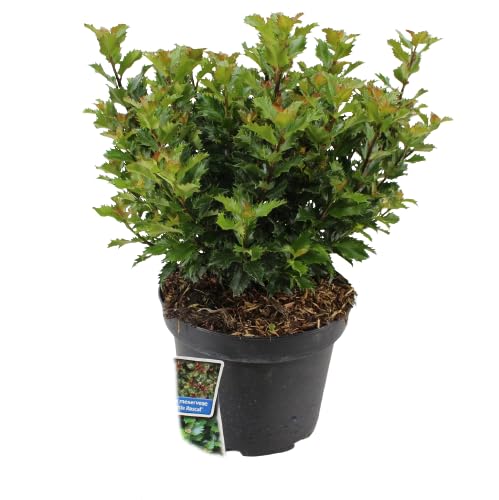 Acebo Arbusti XL Maceta 17cm Planta Navidad muy Típica Que Atrae Suerte