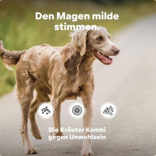 HGM Hund Magenschutz - frisst Gras dann manchmal schaumiger weisslicher Schleim - Sodbrennen wegen Magensäure, natürlicher Säureblocker, Nicht Ulmenrinde oder Heilerde - HGMflex Magen, 2 x 60 g