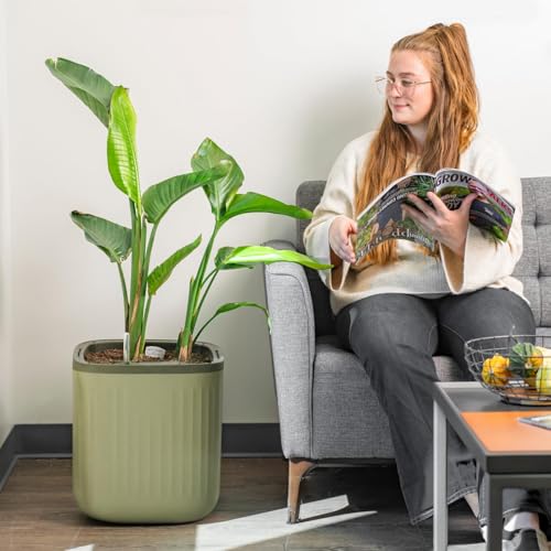 How to take care of a ficus ginseng bonsai tree