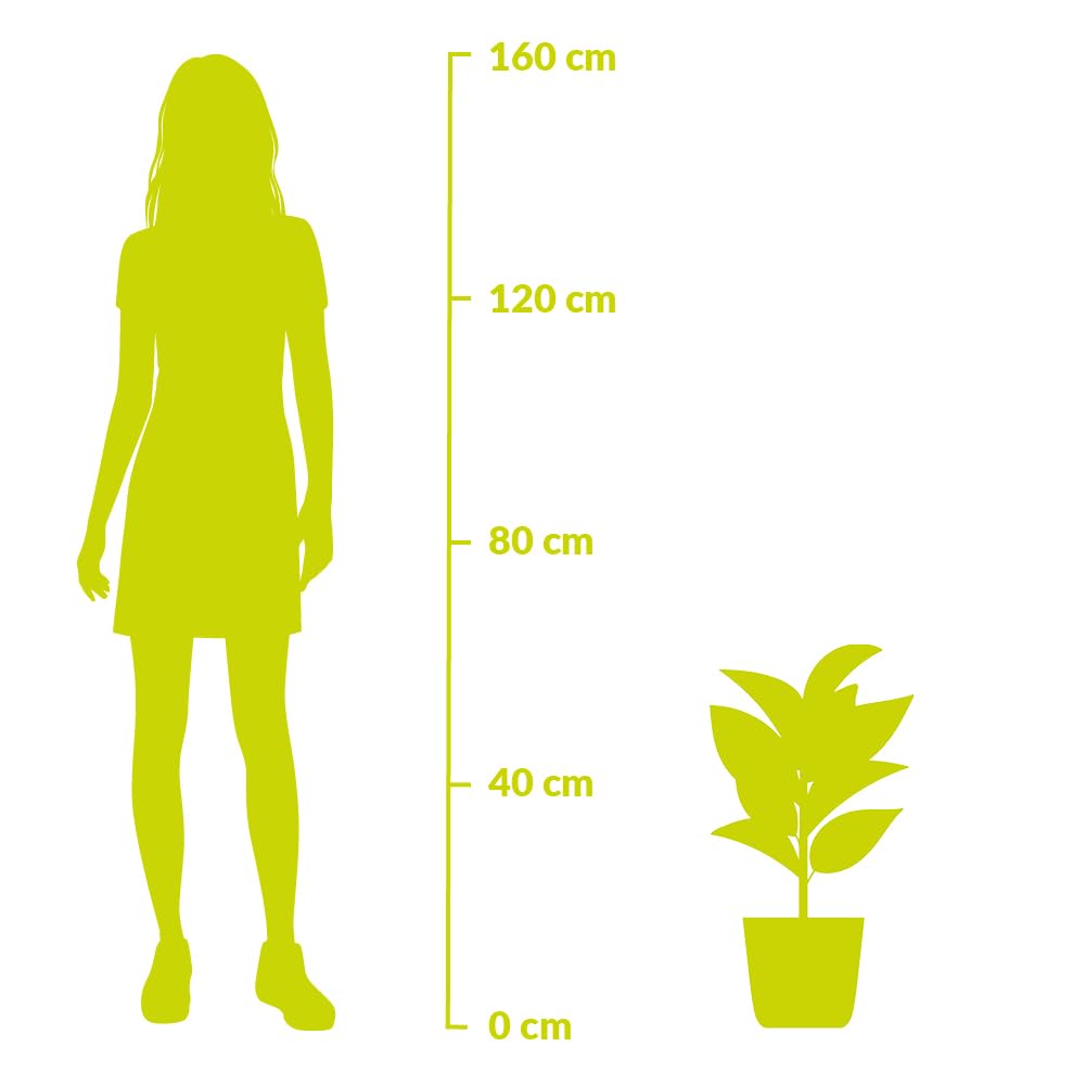 Japanischer Palmfarn, Cycas Revoluta, echte Zimmerpflanze, Topfgröße 17 cm, Höhe circa 60 cm, Zimmerpflanzen für die Wohnung oder das Büro, Pflanzenversand