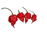 Authentic Trinidad Scorpion Pepper - 10 Quality Seeds -In 2011 Guinness Book of World Records...