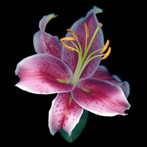 Lilium Candidum bulbi,Profumato,Perenni,Perfetto per le vacanze,Da piantare in giardino,Giglio bulbi,lilium bulbi giganti(Steli grandi,senza semi,non artificiali)-6bulbi-H