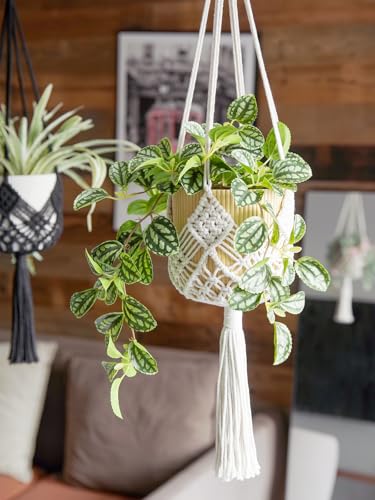XINBOR Hanging Planter with Patterns,2Packs Macrame Plant Hangers Indoor Macrame for up to 8 inch Pot Crochet Boho Plant Hanger Holder for Indoor Outdoor with 2S Shaped Stainless Steel Hooks (White) XINBOR Hanging Planter with Patterns,2Packs Macrame Plant Hangers Indoor Macrame for up to 8 inch Pot Crochet Boho Plant Hanger Holder for Indoor Outdoor with 2S Shaped Stainless Steel Hooks (White)