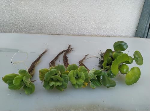 Bundle of 4 Water Lettuce + 1 Water Hyacinth Floating Aquatic Plants for Ponds and Water Gardens
