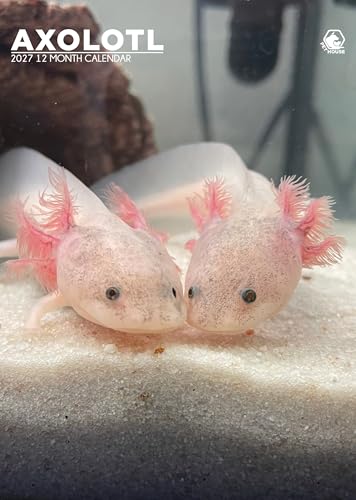 Calendario 2027 de Axolotl tamaño grande para decorar el estudio y organizar las clases
