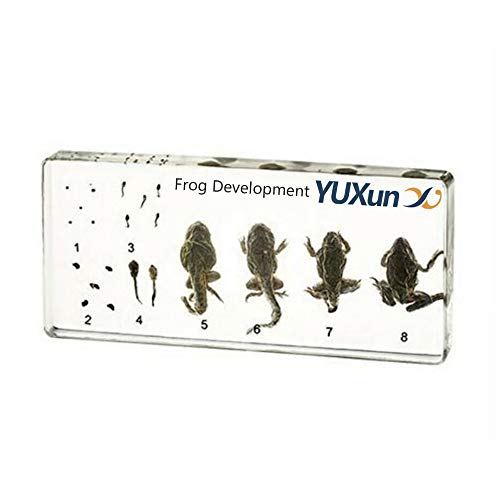 Lifecycle Of A Frog Development Paperweight Specimens Paperweight Science Classroom Animal Specimen For Science Education #TOP15