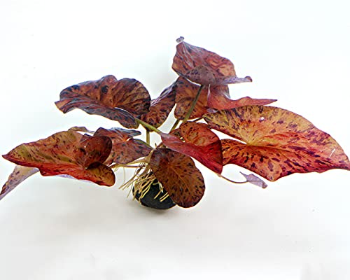 Garnelio - Tigerlotus rot für das Aquarium - Wasserpflanzen - Nymphaea Lotus, Art:5 x Knolle
