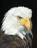  Bald Eagle Composition Book